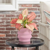 Load image into Gallery viewer, 6&quot; Chinook Ceramic Bubble Planter Pink Modern Design
